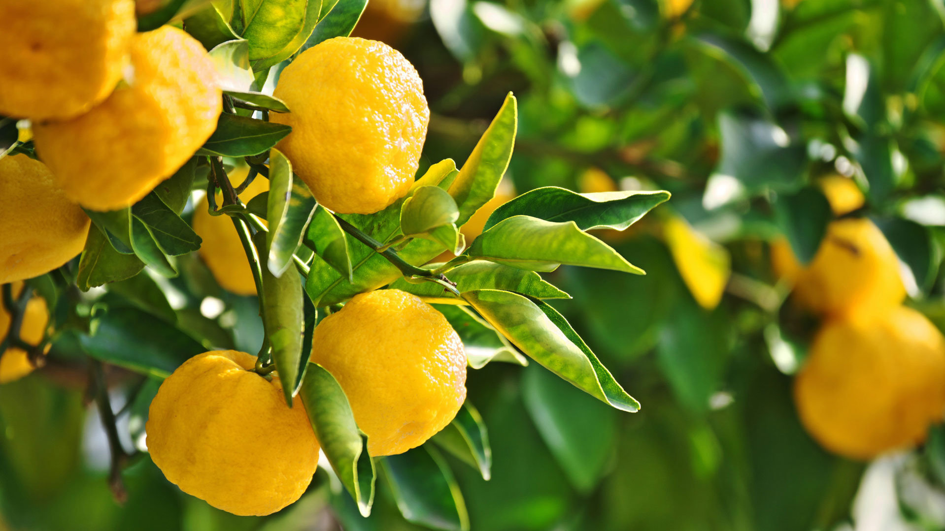 Citrusy YUZU YUZU YUZU